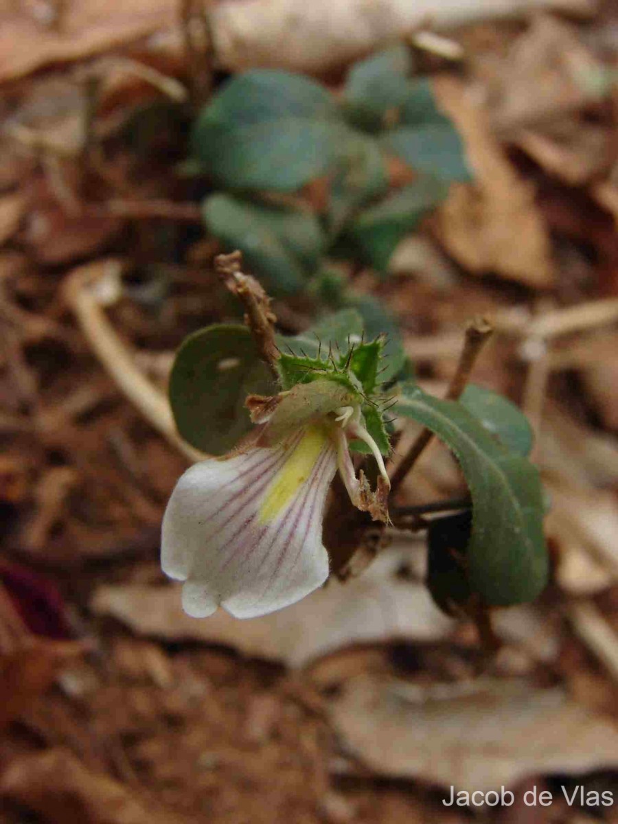 Blepharis maderaspatensis (L.) B.Heyne ex Roth